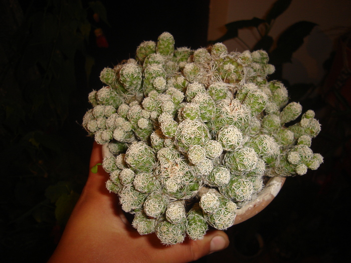 cactusi 005