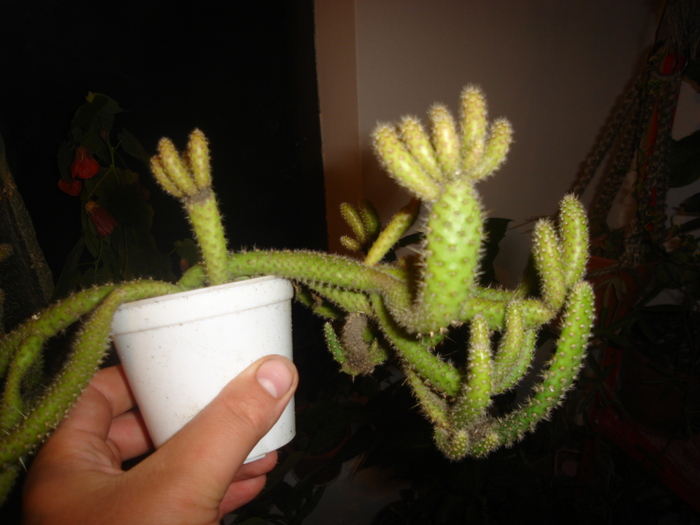 cactusi 007