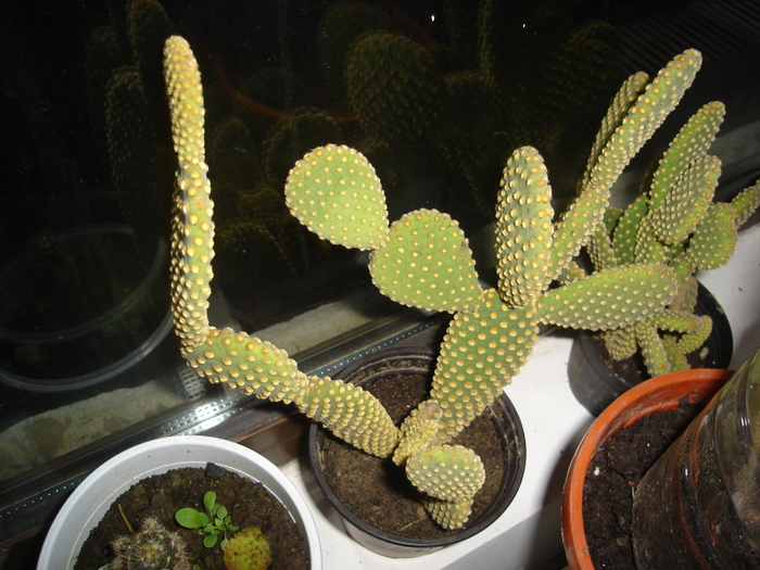 cactusi 008