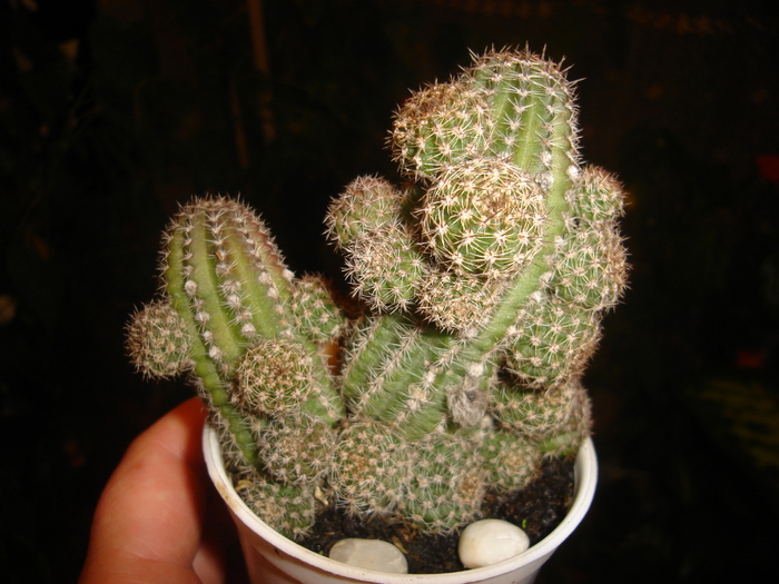 cactusi 009 - cactusi-nu-i mai am
