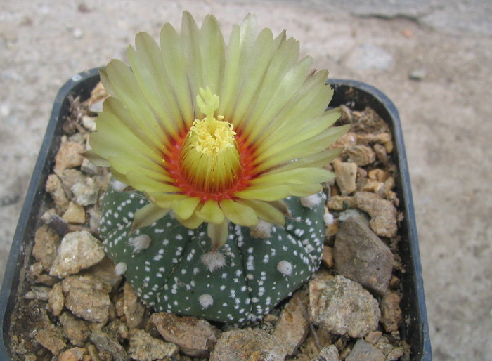 Astrophytum asterias   (J.G. Zuccarini 1845) Lemaire 1868.