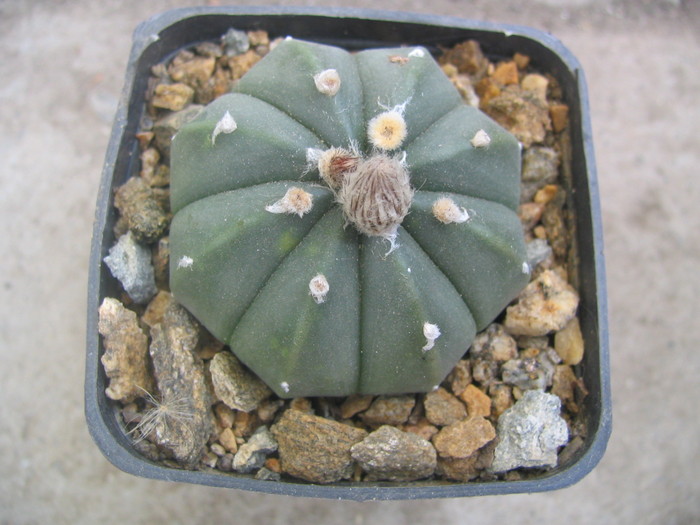 Astrophytum asterias f. nudum    (Cultivar)