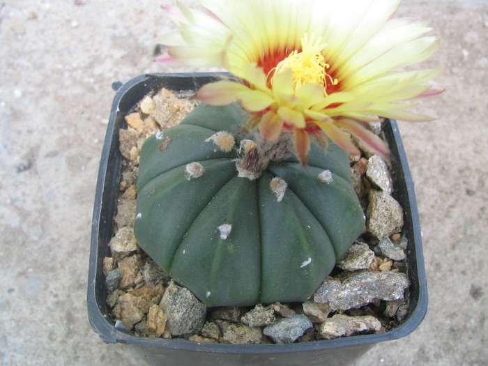 Astrophytum asterias f. nudum   (Cultivar)