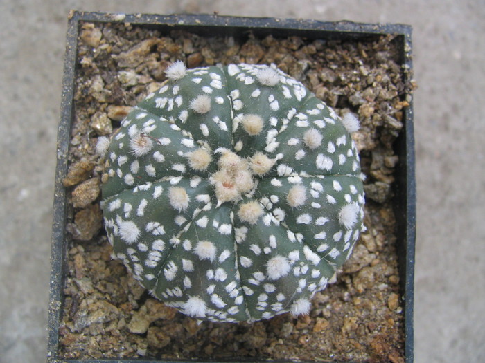 Astrophytum asterioas cv. Super Kabuto