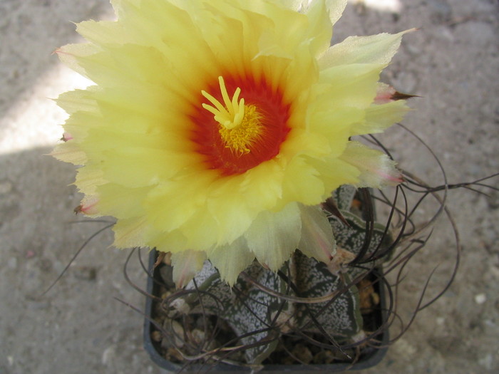 Astrophytum capricorne        (A. Dietrich 1851) N.L. Britton & Rose. 1922