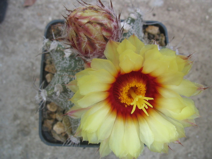 Astrophytum capricorne       (A. Dietrich 1851) N.L. Britton & Rose. 1922