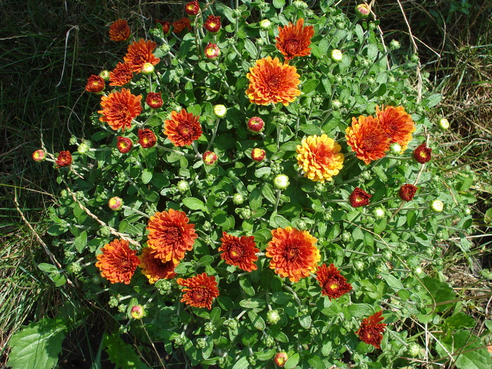 Orange Chrysanthemum (2010, Aug.07) - Orange Chrysanthemum