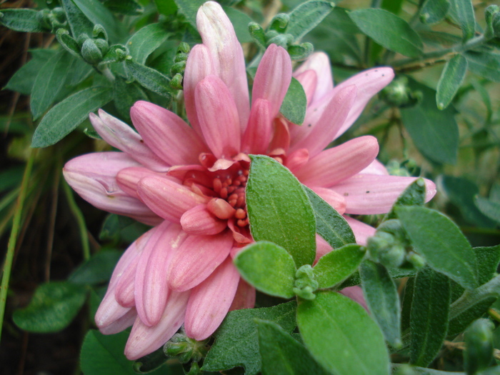 Pink Chrysanthemum (2010, Aug.08)
