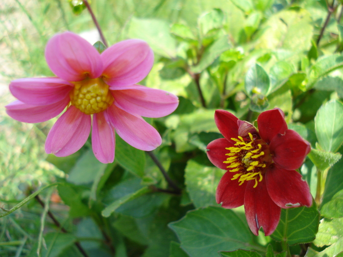 Dahlia Topmix Pink & Red (2010, July 10)