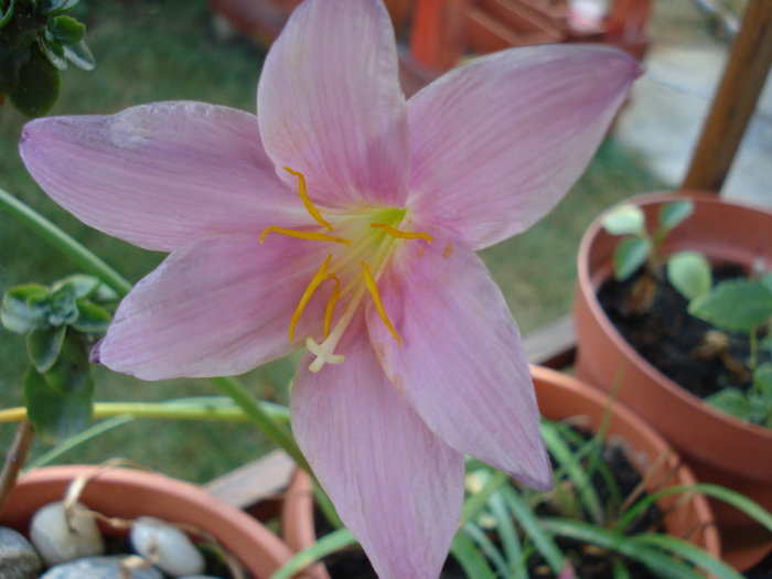 Pink Rain Lily (2010, August 28)