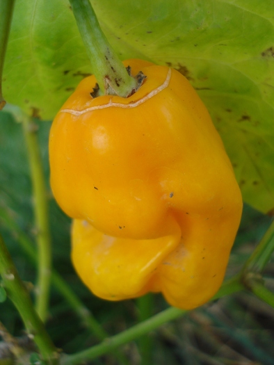 Golden Habanero Pepper (2010, Sep.26)