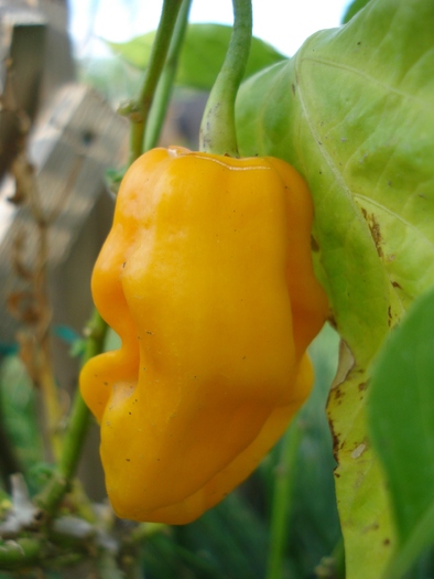 Golden Habanero Pepper (2010, Sep.26)