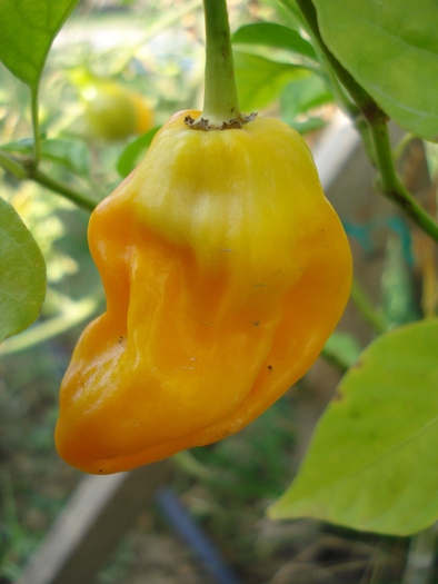 Golden Habanero Pepper (2010, Sep.26)