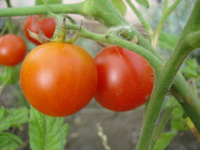 Tomato Idyll (2010, August 08)