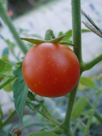 Tomato Idyll (2010, August 24)