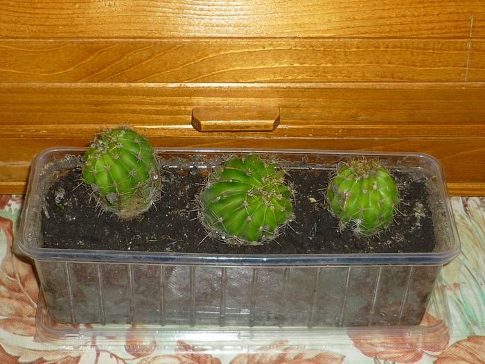 Echinopsis oxygona sau silvestrii in 30 sept 2010 - Cactusi si alte suculente