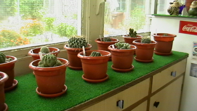 IMGA0516 - Cactusi 2010