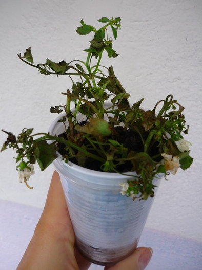 Campanula alba in 3 oct 2010