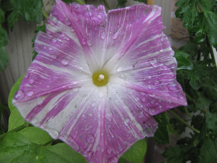 Zorele 29 oct 2010 (1) - ipomoea - zorele