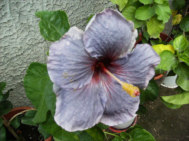 Hibiscus 2010-8 - flori 2010