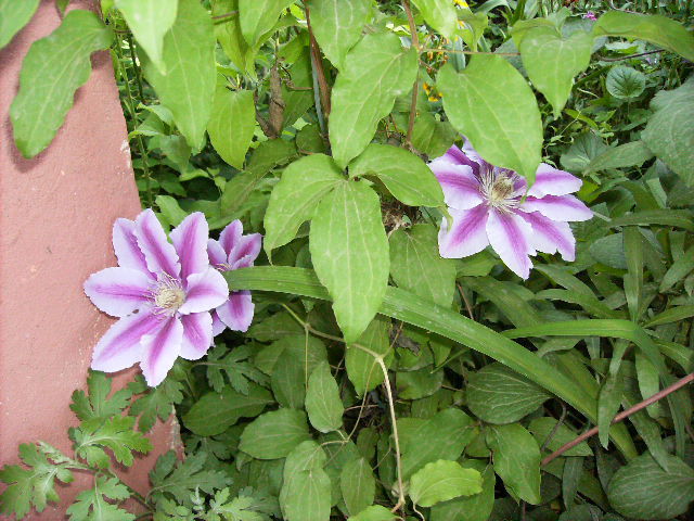 clematis 2010-3 - flori 2010