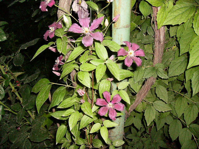 clematis montana - flori 2010