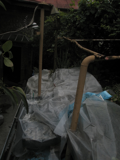 Asclepiadele - 06.10; Din cauza unei perioade ploioasa, insotita de frig, plantele au fost acoperite.
