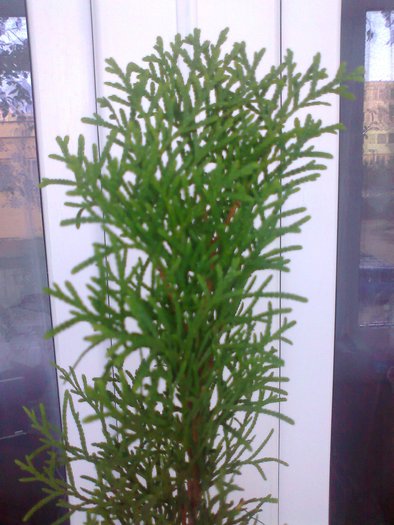 Thuja occidentalis; 7 octombrie 2010
