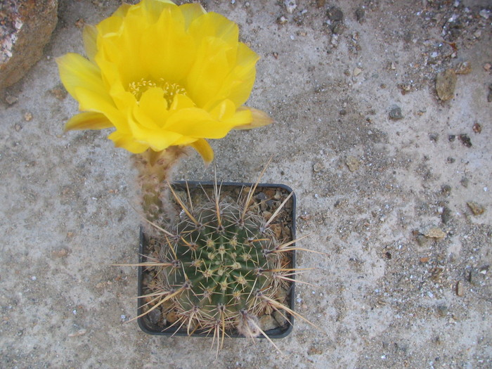 Echinopsis aurea   (Britton & Rose)