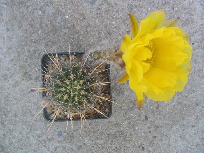 Echinopsis aurea  (Britton & Rose)