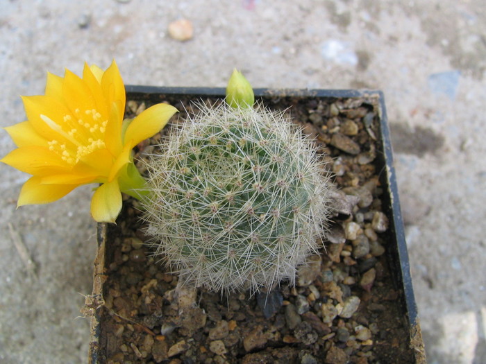 Echinopsis densispina (Werderm.)