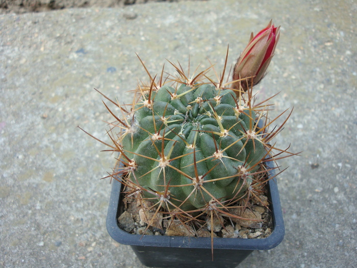 Echinopsis marsoneri     (Werdermann)