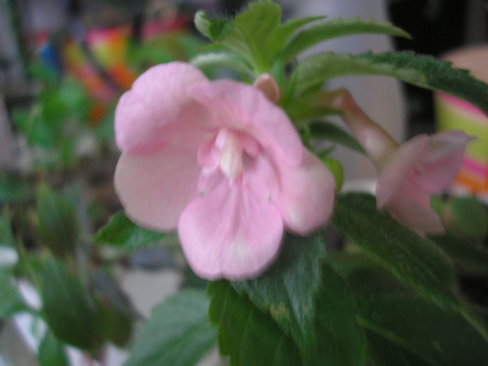 Double Pink Rose - ACHIMENES