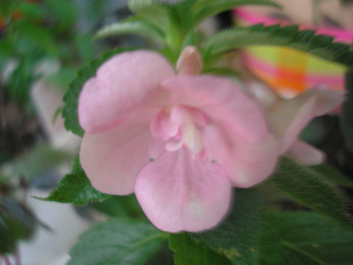 Double Pink Rose - ACHIMENES