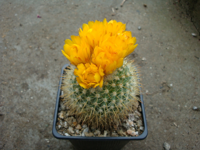 Parodia formosa    (F.Ritter1964) fosta; aurea