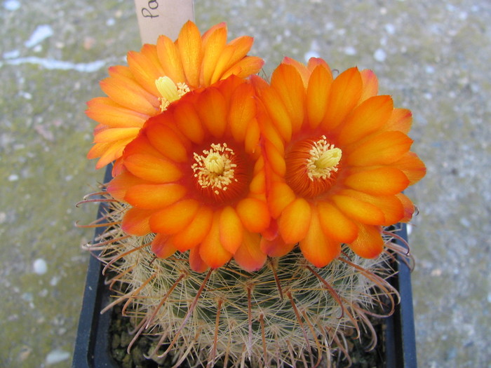 Parodia microsperma   (Backeb.)