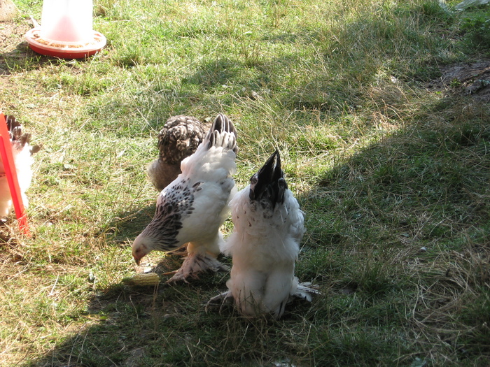 Brahma si Orpington in gradina