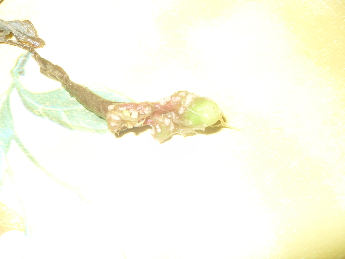 frunza sa topit si a ramas bulbul - gloxinii la inradacinat