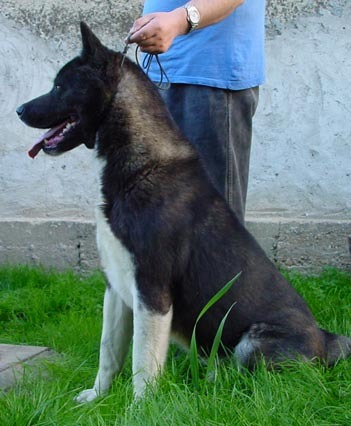 Johhny 2002, American Akita; 1998-2009
