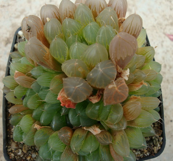 Haworthia cooperi var. pilifera    (Baker) M.B. Bayer