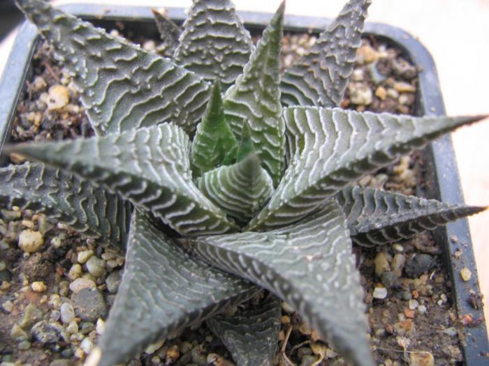 Haworthia limifolia v. limifolia  (Marloth)