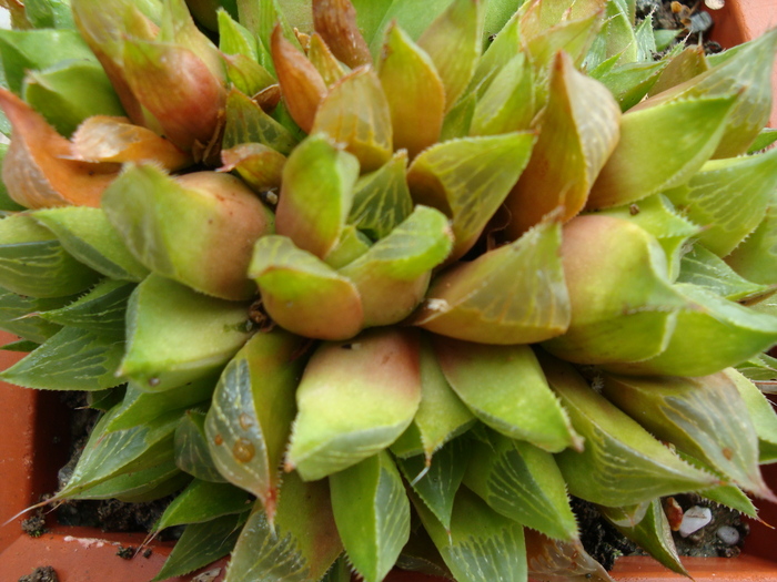 Haworthia marumiana v. batesiana  (Uitewaal) M.B. Bayer.