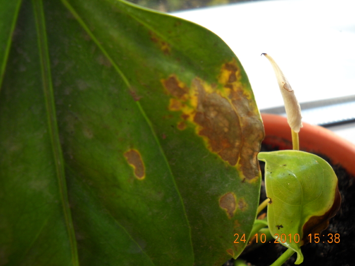 DSCN9658 - anthurium