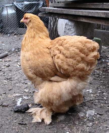 buff pullet2 2010