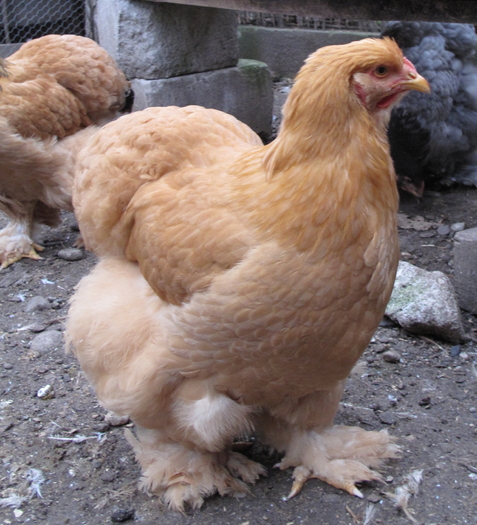 buff pullet 2010