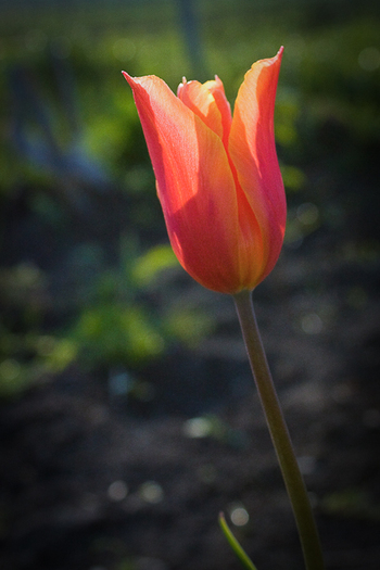 Lily flowering "Ballerina"