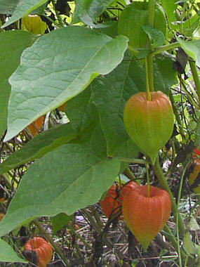 physalis