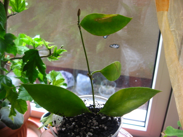 camphorifolia - hoya