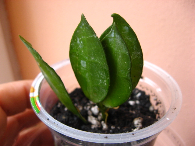 lacunosa ssp lacunosa - hoya