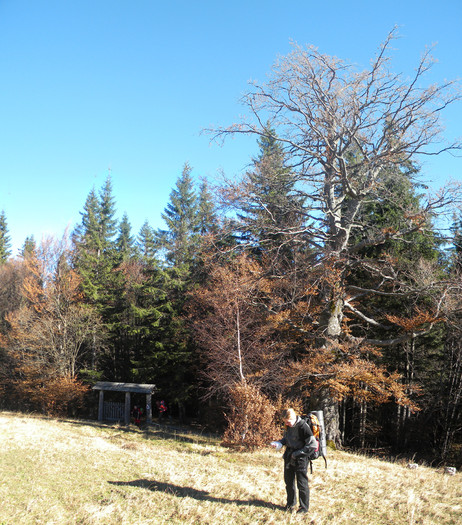 rarau 22; la iesirea din codrii seculari in golul alpin
